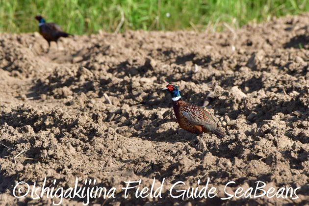 11%e6%9c%8816%e6%97%a5%e7%9f%b3%e5%9e%a3%e5%b3%b6%e3%83%90%e3%83%bc%e3%83%89%e3%82%a6%e3%82%aa%e3%83%83%e3%83%81%e3%83%b3%e3%82%b0%ef%bc%86%e9%87%8e%e9%b3%a5%e8%a6%b3%e5%af%9f%e3%82%ac%e3%82%a4