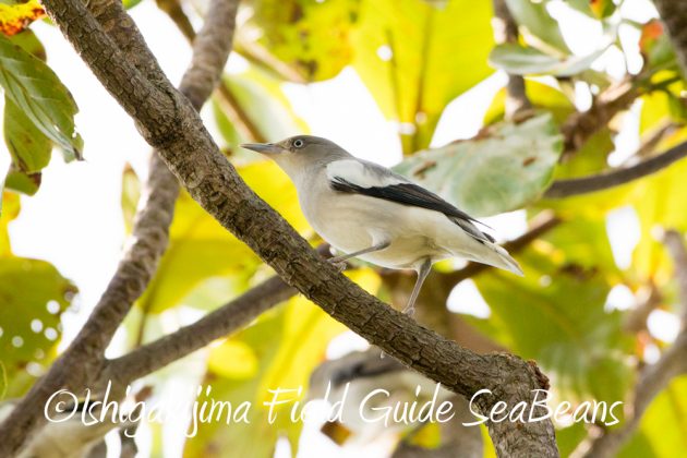 11%e6%9c%886%e6%97%a5%e7%9f%b3%e5%9e%a3%e5%b3%b6%e3%83%90%e3%83%bc%e3%83%89%e3%82%a6%e3%82%aa%e3%83%83%e3%83%81%e3%83%b3%e3%82%b0%ef%bc%86%e9%87%8e%e9%b3%a5%e6%92%ae%e5%bd%b1%e3%82%ac%e3%82%a4