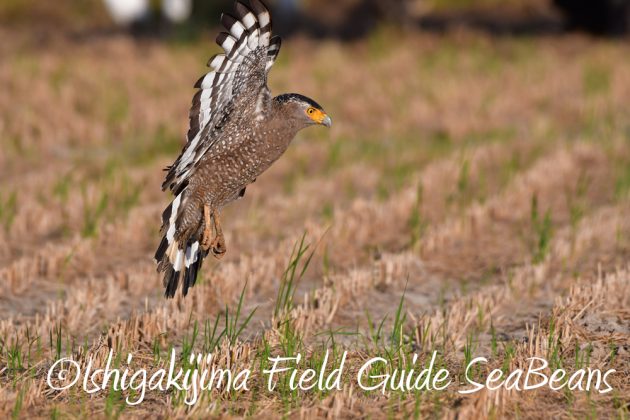 11%e6%9c%8811%e6%97%a5%e7%9f%b3%e5%9e%a3%e5%b3%b6%e3%82%ab%e3%83%b3%e3%83%a0%e3%83%aa%e3%83%af%e3%82%b7%e6%92%ae%e5%bd%b1%e3%80%81%e3%83%90%e3%83%bc%e3%83%89%e3%82%a6%e3%82%aa%e3%83%83%e3%83%81