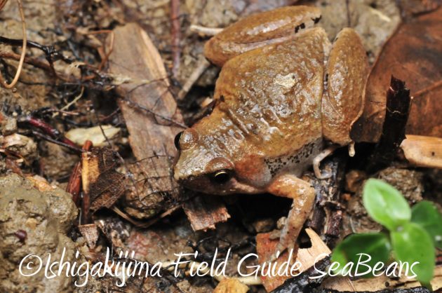 11%e6%9c%8830%e6%97%a5%e7%9f%b3%e5%9e%a3%e5%b3%b6%e3%83%8a%e3%82%a4%e3%83%88%e3%83%84%e3%82%a2%e3%83%bc10