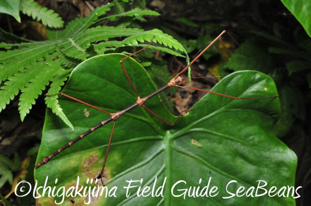 11%e6%9c%887%e6%97%a5%e7%9f%b3%e5%9e%a3%e5%b3%b6%e3%83%8a%e3%82%a4%e3%83%88%e3%83%84%e3%82%a2%e3%83%bc6