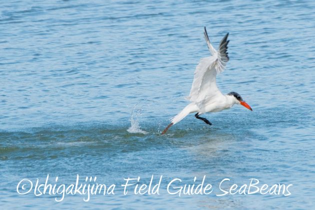 11%e6%9c%886%e6%97%a5%e7%9f%b3%e5%9e%a3%e5%b3%b6%e3%83%90%e3%83%bc%e3%83%89%e3%82%a6%e3%82%aa%e3%83%83%e3%83%81%e3%83%b3%e3%82%b0%ef%bc%86%e9%87%8e%e9%b3%a5%e6%92%ae%e5%bd%b1%e3%82%ac%e3%82%a4