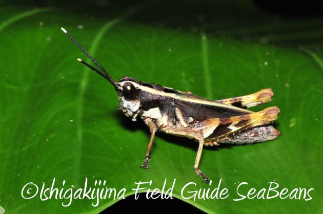 11%e6%9c%886%e6%97%a5%e7%9f%b3%e5%9e%a3%e5%b3%b6%e3%83%8a%e3%82%a4%e3%83%88%e3%83%84%e3%82%a2%e3%83%bc13