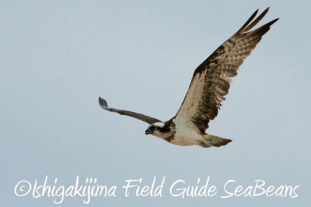 11%e6%9c%8822%e6%97%a5%e7%9f%b3%e5%9e%a3%e5%b3%b6%e3%83%90%e3%83%bc%e3%83%89%e3%82%a6%e3%82%aa%e3%83%83%e3%83%81%e3%83%b3%e3%82%b0%ef%bc%86%e9%87%8e%e9%b3%a5%e6%92%ae%e5%bd%b126