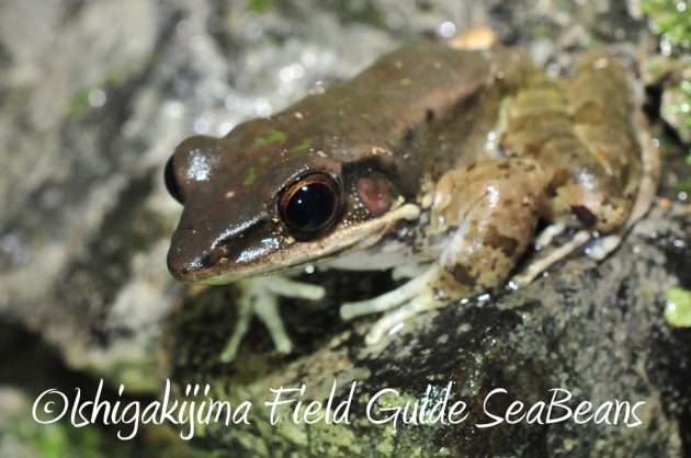 11%e6%9c%883%e6%97%a5%e7%9f%b3%e5%9e%a3%e5%b3%b6%e3%83%8a%e3%82%a4%e3%83%88%e3%83%84%e3%82%a2%e3%83%bc16