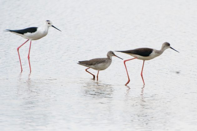 11%e6%9c%886%e6%97%a5%e7%9f%b3%e5%9e%a3%e5%b3%b6%e3%83%90%e3%83%bc%e3%83%89%e3%82%a6%e3%82%aa%e3%83%83%e3%83%81%e3%83%b3%e3%82%b0%ef%bc%86%e9%87%8e%e9%b3%a5%e6%92%ae%e5%bd%b1%e3%82%ac%e3%82%a4