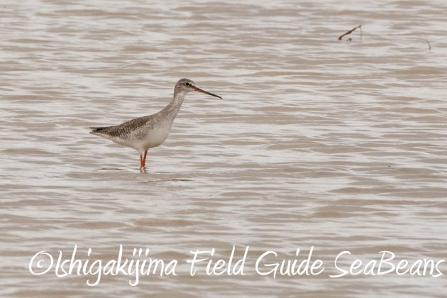 11%e6%9c%8821%e6%97%a5%e7%9f%b3%e5%9e%a3%e5%b3%b6%e3%83%90%e3%83%bc%e3%83%89%e3%82%a6%e3%82%aa%e3%83%83%e3%83%81%e3%83%b3%e3%82%b0%ef%bc%86%e9%87%8e%e9%b3%a5%e6%92%ae%e5%bd%b1%e3%82%ac%e3%82%a4