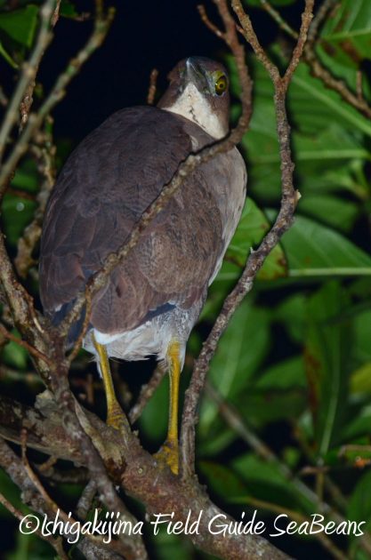 11%e6%9c%8830%e6%97%a5%e7%9f%b3%e5%9e%a3%e5%b3%b6%e3%83%8a%e3%82%a4%e3%83%88%e3%83%84%e3%82%a2%e3%83%bc7