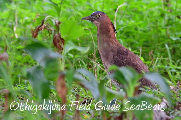 11%e6%9c%8821%e6%97%a5%e7%9f%b3%e5%9e%a3%e5%b3%b6%e3%83%90%e3%83%bc%e3%83%89%e3%82%a6%e3%82%aa%e3%83%83%e3%83%81%e3%83%b3%e3%82%b0%ef%bc%86%e9%87%8e%e9%b3%a5%e6%92%ae%e5%bd%b1%e3%82%ac%e3%82%a4