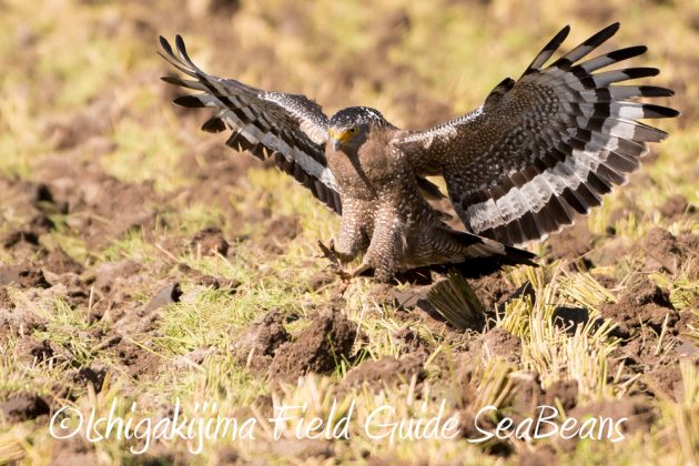 11%e6%9c%8814%e6%97%a5%e7%9f%b3%e5%9e%a3%e5%b3%b6%e3%83%90%e3%83%bc%e3%83%89%e3%82%a6%e3%82%aa%e3%83%83%e3%83%81%e3%83%b3%e3%82%b0%ef%bc%86%e9%87%8e%e9%b3%a5%e6%92%ae%e5%bd%b1%e3%82%ac%e3%82%a4