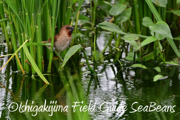 11%e6%9c%8822%e6%97%a5%e7%9f%b3%e5%9e%a3%e5%b3%b6%e3%83%90%e3%83%bc%e3%83%89%e3%82%a6%e3%82%aa%e3%83%83%e3%83%81%e3%83%b3%e3%82%b0%ef%bc%86%e9%87%8e%e9%b3%a5%e6%92%ae%e5%bd%b17