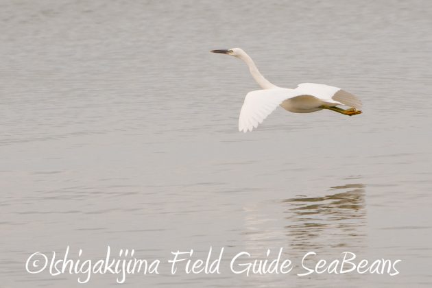 11%e6%9c%8826%e6%97%a5%e7%9f%b3%e5%9e%a3%e5%b3%b6%e3%83%90%e3%83%bc%e3%83%89%e3%82%a6%e3%82%aa%e3%83%83%e3%83%81%e3%83%b3%e3%82%b0%ef%bc%86%e9%87%8e%e9%b3%a5%e6%92%ae%e5%bd%b1%e3%82%ac%e3%82%a4