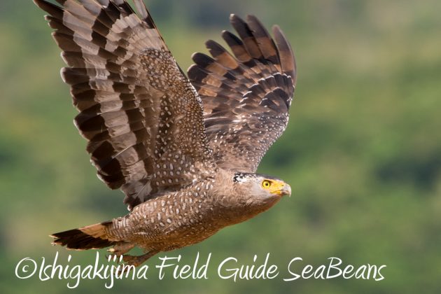 11%e6%9c%886%e6%97%a5%e7%9f%b3%e5%9e%a3%e5%b3%b6%e3%83%90%e3%83%bc%e3%83%89%e3%82%a6%e3%82%aa%e3%83%83%e3%83%81%e3%83%b3%e3%82%b0%ef%bc%86%e9%87%8e%e9%b3%a5%e6%92%ae%e5%bd%b1%e3%82%ac%e3%82%a4