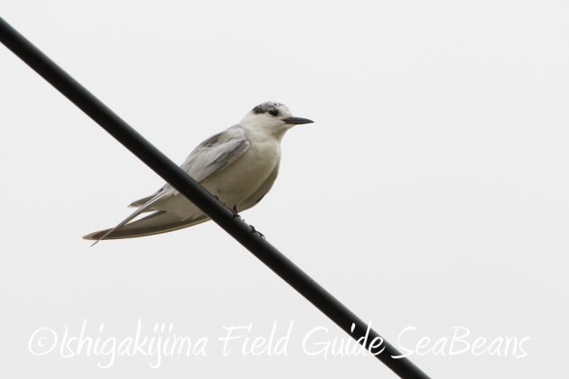 11%e6%9c%8822%e6%97%a5%e7%9f%b3%e5%9e%a3%e5%b3%b6%e3%83%90%e3%83%bc%e3%83%89%e3%82%a6%e3%82%aa%e3%83%83%e3%83%81%e3%83%b3%e3%82%b0%ef%bc%86%e9%87%8e%e9%b3%a5%e6%92%ae%e5%bd%b124