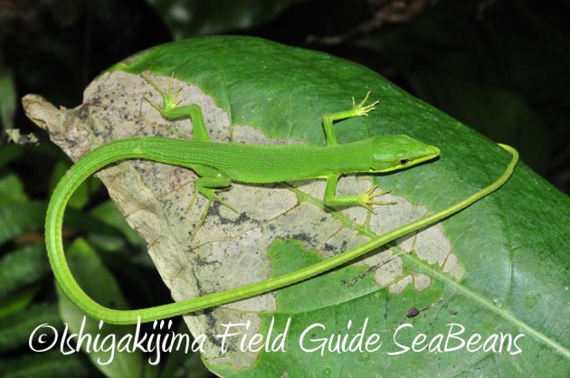 11%e6%9c%881%e6%97%a5%e7%9f%b3%e5%9e%a3%e5%b3%b6%e3%83%8a%e3%82%a4%e3%83%88%e3%83%84%e3%82%a2%e3%83%bc11