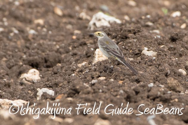 11%e6%9c%8821%e6%97%a5%e7%9f%b3%e5%9e%a3%e5%b3%b6%e3%83%90%e3%83%bc%e3%83%89%e3%82%a6%e3%82%aa%e3%83%83%e3%83%81%e3%83%b3%e3%82%b0%ef%bc%86%e9%87%8e%e9%b3%a5%e6%92%ae%e5%bd%b1%e3%82%ac%e3%82%a4