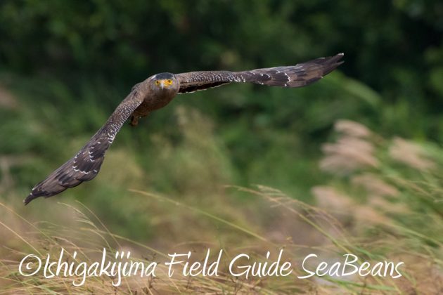 11%e6%9c%8826%e6%97%a5%e7%9f%b3%e5%9e%a3%e5%b3%b6%e3%83%90%e3%83%bc%e3%83%89%e3%82%a6%e3%82%aa%e3%83%83%e3%83%81%e3%83%b3%e3%82%b0%ef%bc%86%e9%87%8e%e9%b3%a5%e6%92%ae%e5%bd%b1%e3%82%ac%e3%82%a4