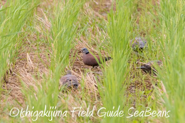 11%e6%9c%8826%e6%97%a5%e7%9f%b3%e5%9e%a3%e5%b3%b6%e3%83%90%e3%83%bc%e3%83%89%e3%82%a6%e3%82%aa%e3%83%83%e3%83%81%e3%83%b3%e3%82%b0%ef%bc%86%e9%87%8e%e9%b3%a5%e6%92%ae%e5%bd%b1%e3%82%ac%e3%82%a4