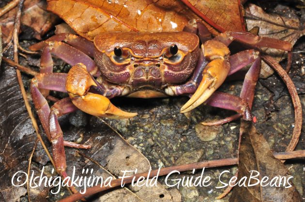 11%e6%9c%8818%e6%97%a5%e7%9f%b3%e5%9e%a3%e5%b3%b6%e3%83%8a%e3%82%a4%e3%83%88%e3%83%84%e3%82%a2%e3%83%bc15