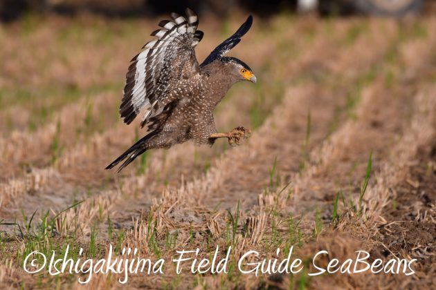 11%e6%9c%8811%e6%97%a5%e7%9f%b3%e5%9e%a3%e5%b3%b6%e3%82%ab%e3%83%b3%e3%83%a0%e3%83%aa%e3%83%af%e3%82%b7%e6%92%ae%e5%bd%b1%e3%80%81%e3%83%90%e3%83%bc%e3%83%89%e3%82%a6%e3%82%aa%e3%83%83%e3%83%81