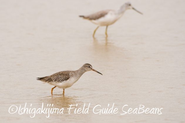 11%e6%9c%882%e6%97%a5%e7%9f%b3%e5%9e%a3%e5%b3%b6%e3%83%90%e3%83%bc%e3%83%89%e3%82%a6%e3%82%aa%e3%83%83%e3%83%81%e3%83%b3%e3%82%b0%ef%bc%86%e9%87%8e%e9%b3%a5%e6%92%ae%e5%bd%b1%e3%82%ac%e3%82%a4