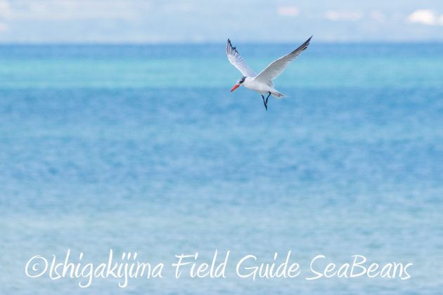 11%e6%9c%886%e6%97%a5%e7%9f%b3%e5%9e%a3%e5%b3%b6%e3%83%90%e3%83%bc%e3%83%89%e3%82%a6%e3%82%aa%e3%83%83%e3%83%81%e3%83%b3%e3%82%b0%ef%bc%86%e9%87%8e%e9%b3%a5%e6%92%ae%e5%bd%b1%e3%82%ac%e3%82%a4