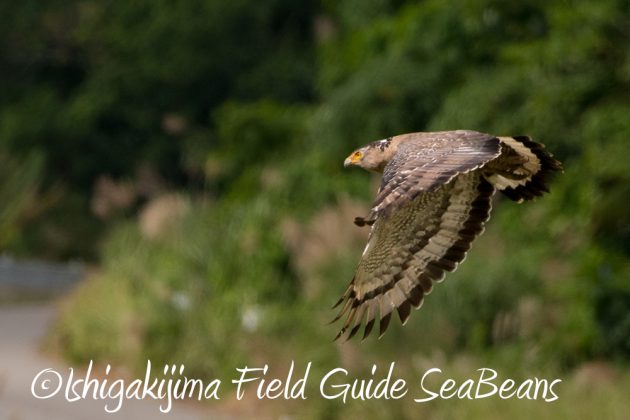 11%e6%9c%8817%e6%97%a5%e7%9f%b3%e5%9e%a3%e5%b3%b6%e3%83%90%e3%83%bc%e3%83%89%e3%82%a6%e3%82%aa%e3%83%83%e3%83%81%e3%83%b3%e3%82%b0%ef%bc%86%e9%87%8e%e9%b3%a5%e8%a6%b3%e5%af%9f%e3%83%84%e3%82%a2