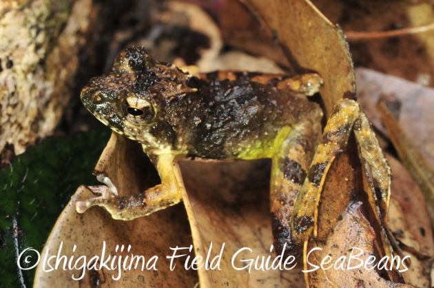 11%e6%9c%8830%e6%97%a5%e7%9f%b3%e5%9e%a3%e5%b3%b6%e3%83%8a%e3%82%a4%e3%83%88%e3%83%84%e3%82%a2%e3%83%bc11