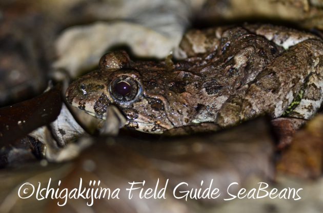 11%e6%9c%883%e6%97%a5%e7%9f%b3%e5%9e%a3%e5%b3%b6%e3%83%8a%e3%82%a4%e3%83%88%e3%83%84%e3%82%a2%e3%83%bc17