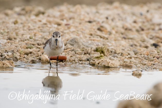 11%e6%9c%883%e6%97%a5%e9%b3%a5%e7%8d%a3%e4%bf%9d%e8%ad%b7%e5%8c%ba%e5%9f%9f%e7%ad%89%e5%b7%a1%e5%9b%9e%e8%aa%bf%e6%9f%bb10