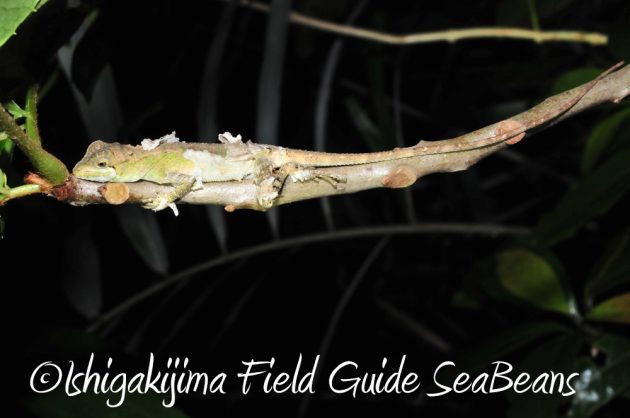 11%e6%9c%881%e6%97%a5%e7%9f%b3%e5%9e%a3%e5%b3%b6%e3%83%8a%e3%82%a4%e3%83%88%e3%83%84%e3%82%a2%e3%83%bc13