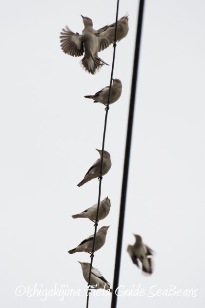 11%e6%9c%8823%e6%97%a5%e7%9f%b3%e5%9e%a3%e5%b3%b6%e3%83%90%e3%83%bc%e3%83%89%e3%82%a6%e3%82%aa%e3%83%83%e3%83%81%e3%83%b3%e3%82%b0%ef%bc%86%e9%87%8e%e9%b3%a5%e8%a6%b3%e5%af%9f%e3%82%ac%e3%82%a4