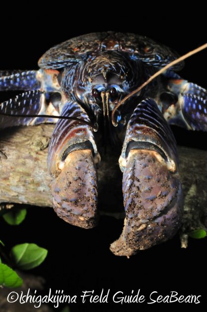 11%e6%9c%887%e6%97%a5%e7%9f%b3%e5%9e%a3%e5%b3%b6%e3%83%8a%e3%82%a4%e3%83%88%e3%83%84%e3%82%a2%e3%83%bc10