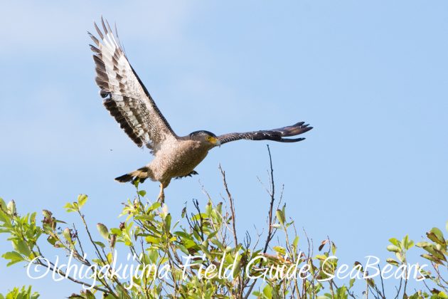 11%e6%9c%8813%e6%97%a5%e7%9f%b3%e5%9e%a3%e5%b3%b6%e3%83%90%e3%83%bc%e3%83%89%e3%82%a6%e3%82%aa%e3%83%83%e3%83%81%e3%83%b3%e3%82%b0%ef%bc%86%e9%87%8e%e9%b3%a5%e6%92%ae%e5%bd%b1%e3%82%ac%e3%82%a4