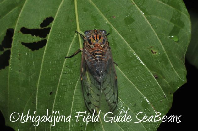 11%e6%9c%8820%e6%97%a5%e7%9f%b3%e5%9e%a3%e5%b3%b6%e3%83%8a%e3%82%a4%e3%83%88%e3%83%84%e3%82%a2%e3%83%bc13