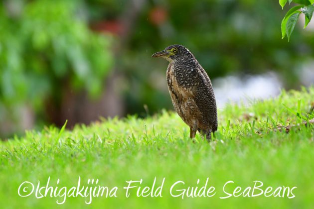 11%e6%9c%889%e6%97%a5%e7%9f%b3%e5%9e%a3%e5%b3%b6%e3%83%90%e3%83%bc%e3%83%89%e3%82%a6%e3%82%aa%e3%83%83%e3%83%81%e3%83%b3%e3%82%b0%ef%bc%86%e9%87%8e%e9%b3%a5%e6%92%ae%e5%bd%b112