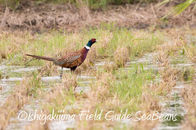 11%e6%9c%8828%e6%97%a5%e7%9f%b3%e5%9e%a3%e5%b3%b6%e3%83%90%e3%83%bc%e3%83%89%e3%82%a6%e3%82%aa%e3%83%83%e3%83%81%e3%83%b3%e3%82%b0%e3%82%ac%e3%82%a4%e3%83%894