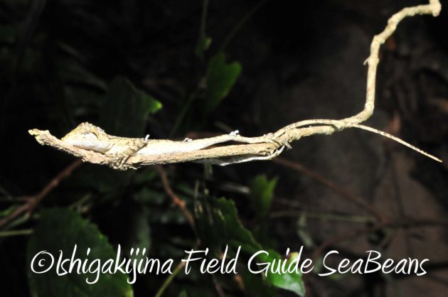 11%e6%9c%887%e6%97%a5%e7%9f%b3%e5%9e%a3%e5%b3%b6%e3%83%8a%e3%82%a4%e3%83%88%e3%83%84%e3%82%a2%e3%83%bc13