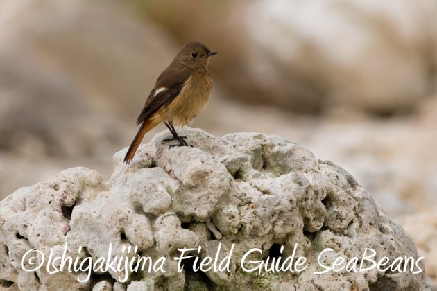 11%e6%9c%883%e6%97%a5%e9%b3%a5%e7%8d%a3%e4%bf%9d%e8%ad%b7%e5%8c%ba%e5%9f%9f%e7%ad%89%e5%b7%a1%e5%9b%9e%e8%aa%bf%e6%9f%bb8