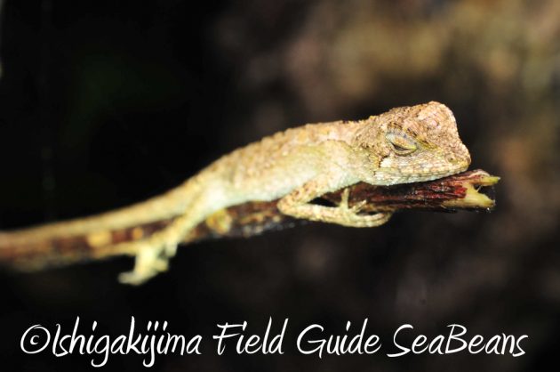 11%e6%9c%8830%e6%97%a5%e7%9f%b3%e5%9e%a3%e5%b3%b6%e3%83%8a%e3%82%a4%e3%83%88%e3%83%84%e3%82%a2%e3%83%bc3