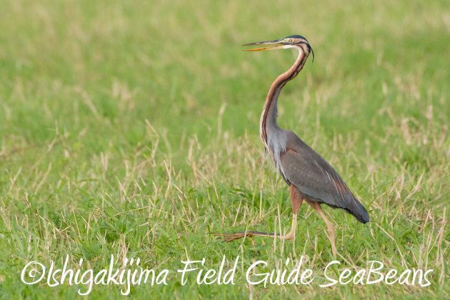 11%e6%9c%8822%e6%97%a5%e7%9f%b3%e5%9e%a3%e5%b3%b6%e3%83%90%e3%83%bc%e3%83%89%e3%82%a6%e3%82%aa%e3%83%83%e3%83%81%e3%83%b3%e3%82%b0%ef%bc%86%e9%87%8e%e9%b3%a5%e6%92%ae%e5%bd%b110