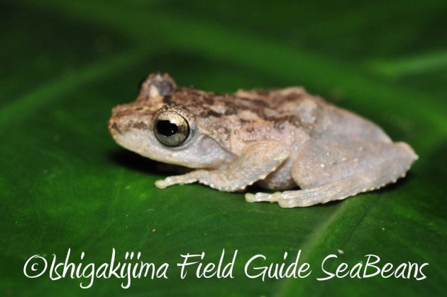 11%e6%9c%886%e6%97%a5%e7%9f%b3%e5%9e%a3%e5%b3%b6%e3%83%8a%e3%82%a4%e3%83%88%e3%83%84%e3%82%a2%e3%83%bc19