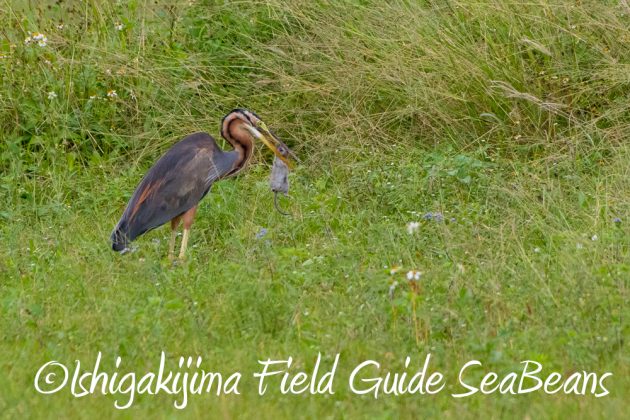 11%e6%9c%8822%e6%97%a5%e7%9f%b3%e5%9e%a3%e5%b3%b6%e3%83%90%e3%83%bc%e3%83%89%e3%82%a6%e3%82%aa%e3%83%83%e3%83%81%e3%83%b3%e3%82%b0%ef%bc%86%e9%87%8e%e9%b3%a5%e6%92%ae%e5%bd%b19