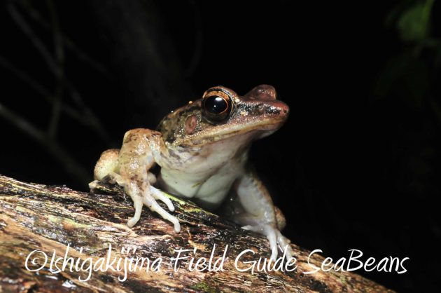 11%e6%9c%8820%e6%97%a5%e7%9f%b3%e5%9e%a3%e5%b3%b6%e3%83%8a%e3%82%a4%e3%83%88%e3%83%84%e3%82%a2%e3%83%bc7