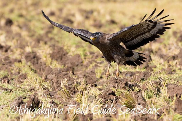 11%e6%9c%8814%e6%97%a5%e7%9f%b3%e5%9e%a3%e5%b3%b6%e3%83%90%e3%83%bc%e3%83%89%e3%82%a6%e3%82%aa%e3%83%83%e3%83%81%e3%83%b3%e3%82%b0%ef%bc%86%e9%87%8e%e9%b3%a5%e6%92%ae%e5%bd%b1%e3%82%ac%e3%82%a4