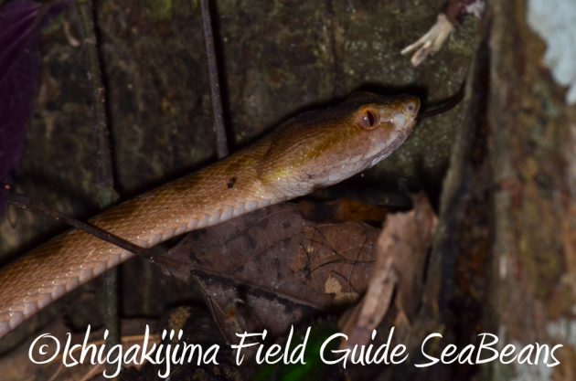 11%e6%9c%8825%e6%97%a5%e7%9f%b3%e5%9e%a3%e5%b3%b6%e3%83%8a%e3%82%a4%e3%83%88%e3%83%84%e3%82%a2%e3%83%bc20