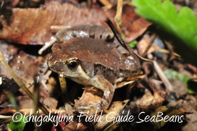 11%e6%9c%881%e6%97%a5%e7%9f%b3%e5%9e%a3%e5%b3%b6%e3%83%8a%e3%82%a4%e3%83%88%e3%83%84%e3%82%a2%e3%83%bc7