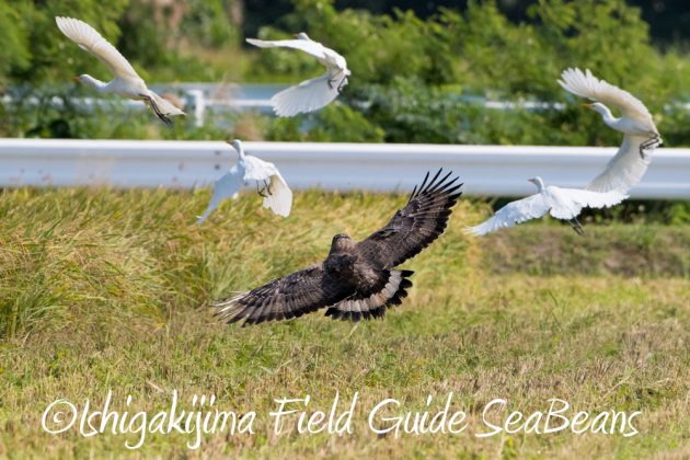 11%e6%9c%8816%e6%97%a5%e7%9f%b3%e5%9e%a3%e5%b3%b6%e3%83%90%e3%83%bc%e3%83%89%e3%82%a6%e3%82%aa%e3%83%83%e3%83%81%e3%83%b3%e3%82%b0%ef%bc%86%e9%87%8e%e9%b3%a5%e8%a6%b3%e5%af%9f%e3%82%ac%e3%82%a4