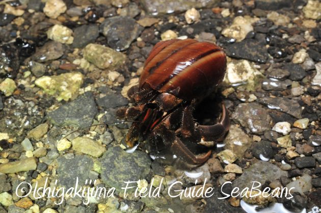 11%e6%9c%8820%e6%97%a5%e7%9f%b3%e5%9e%a3%e5%b3%b6%e3%83%8a%e3%82%a4%e3%83%88%e3%83%84%e3%82%a2%e3%83%bc3