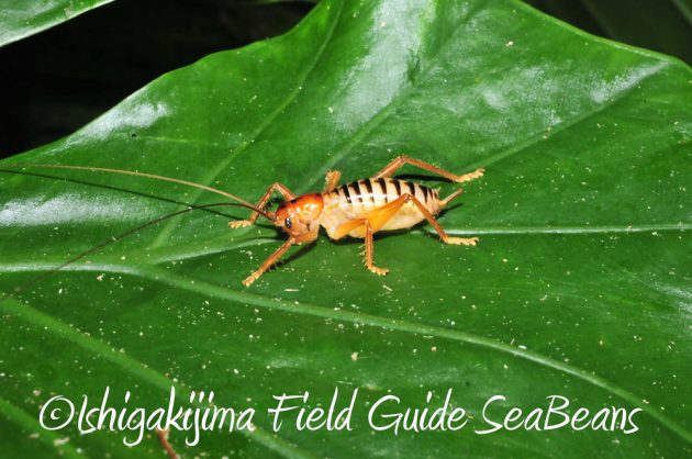 11%e6%9c%881%e6%97%a5%e7%9f%b3%e5%9e%a3%e5%b3%b6%e3%83%8a%e3%82%a4%e3%83%88%e3%83%84%e3%82%a2%e3%83%bc6